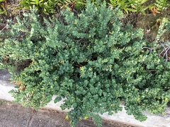 Wikstroemia uva-ursi