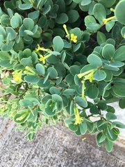Wikstroemia uva-ursi