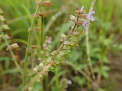 Salvia plebeia