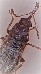 Rhinorhynchus rufulus