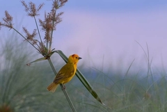 Ploceus castaneiceps