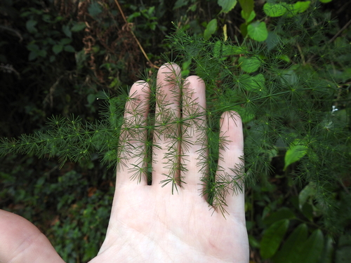 Asparagus setaceus image