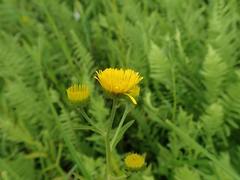 Inula