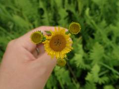 Inula