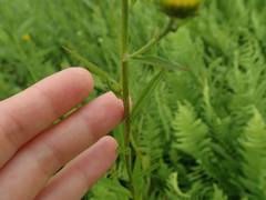 Inula