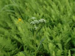 Inula