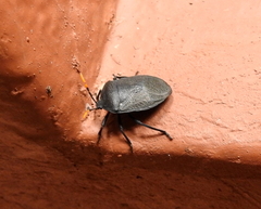 Coridius
