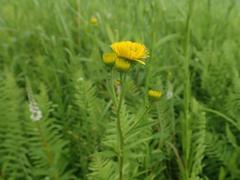 Inula