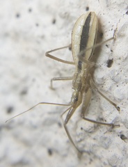 Fitchia aptera