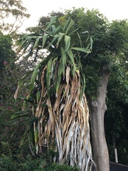 Pandanus dubius