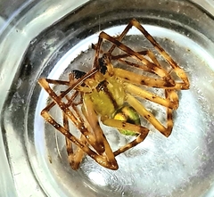 Macrinus pollexensis