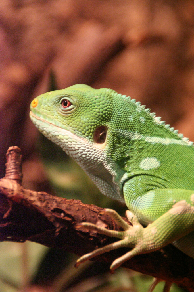 South Pacific Iguanas