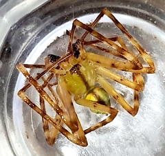 Macrinus pollexensis