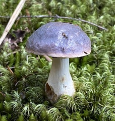 Fistulinella viscida