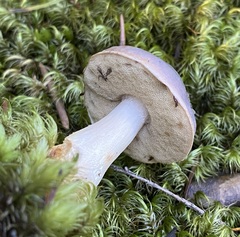 Fistulinella viscida