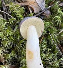 Fistulinella viscida