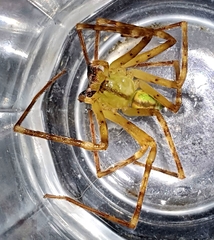 Macrinus pollexensis