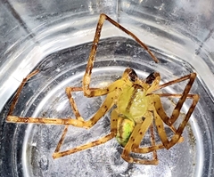 Macrinus pollexensis