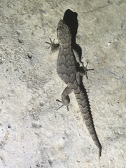 Mediodactylus orientalis