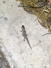 Mediodactylus orientalis