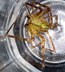 Macrinus pollexensis