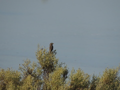 Passerculus sandwichensis rostratus