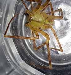 Macrinus pollexensis