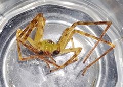 Macrinus pollexensis