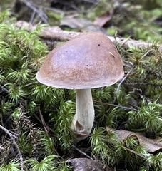 Fistulinella viscida