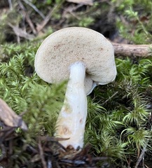 Fistulinella viscida