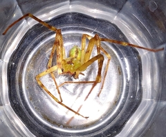 Macrinus pollexensis