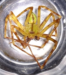 Macrinus pollexensis