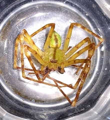 Macrinus pollexensis