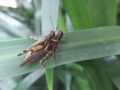 Xenocatantops brachycerus