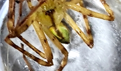 Macrinus pollexensis