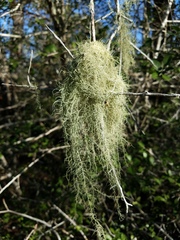 Usnea trichodea
