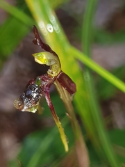 Chiloglottis diphylla