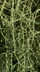 Usnea trichodea