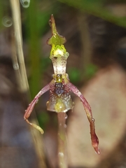 Chiloglottis diphylla