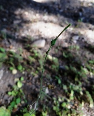 Nicotiana repanda