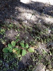 Nicotiana repanda