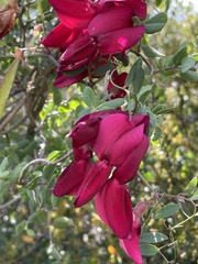Lathyrus splendens