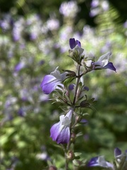 Collinsia multicolor