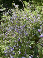 Collinsia multicolor