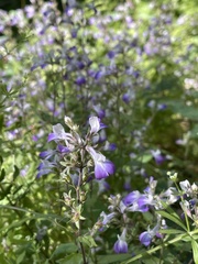Collinsia multicolor