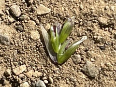 Melica californica