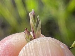 Melica californica