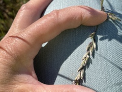 Melica californica