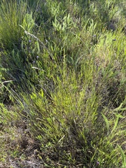 Melica californica