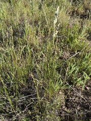 Melica californica